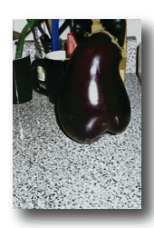 sexy sexy eggplant